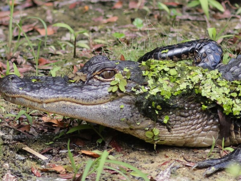 Young alligator plays peekaboo at Fenney Nature Trail