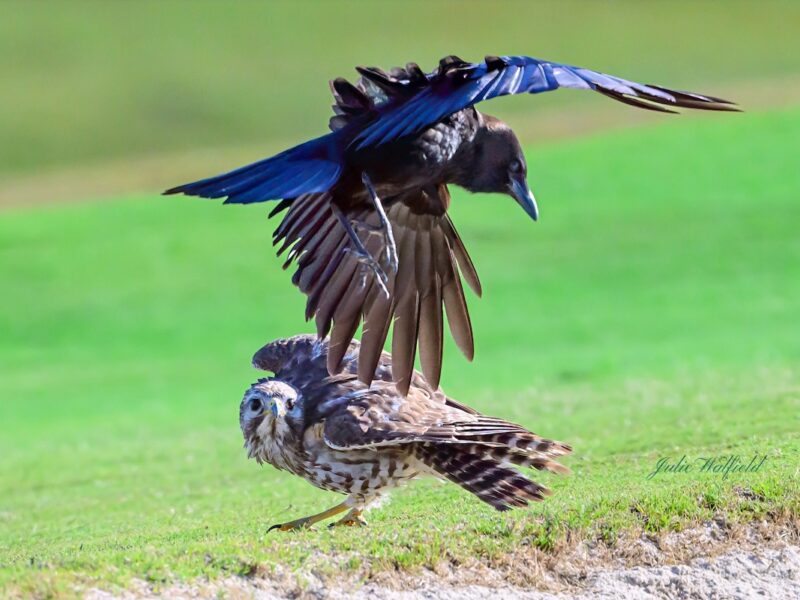Young hawk ducks as crow swoops overhead near Turtle Mound