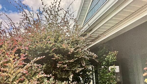A bush has grown into the eaves at 3074 Brine Way in the Vilage of Pine Ridge A bush has grown into the eaves at 3074 Brine Way in the Vilage of Pine Ridge