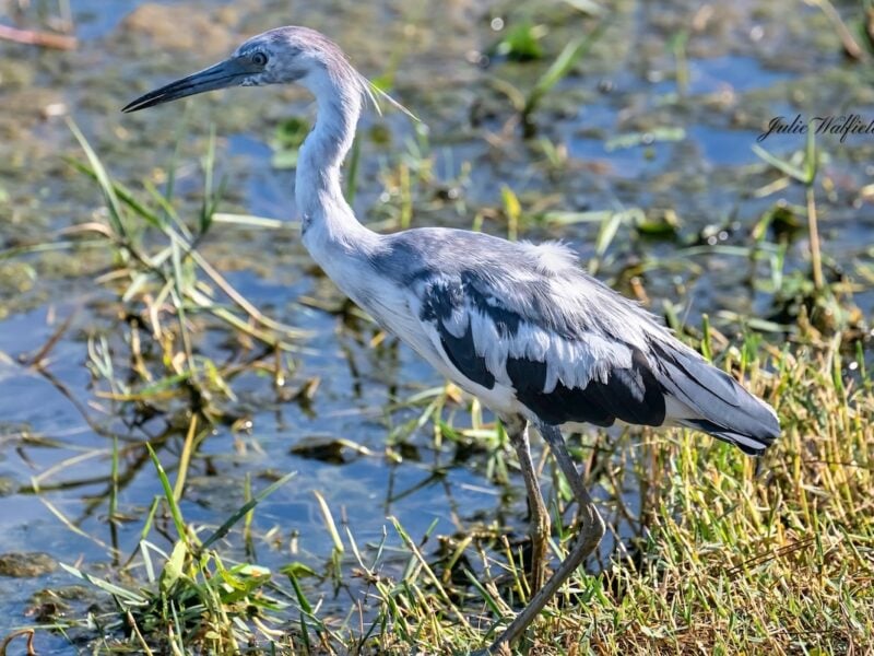 A quiet afternoon for a young heron in The Villages