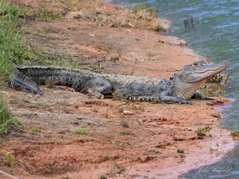 Alligator rests along a pond shoreline in The Villages