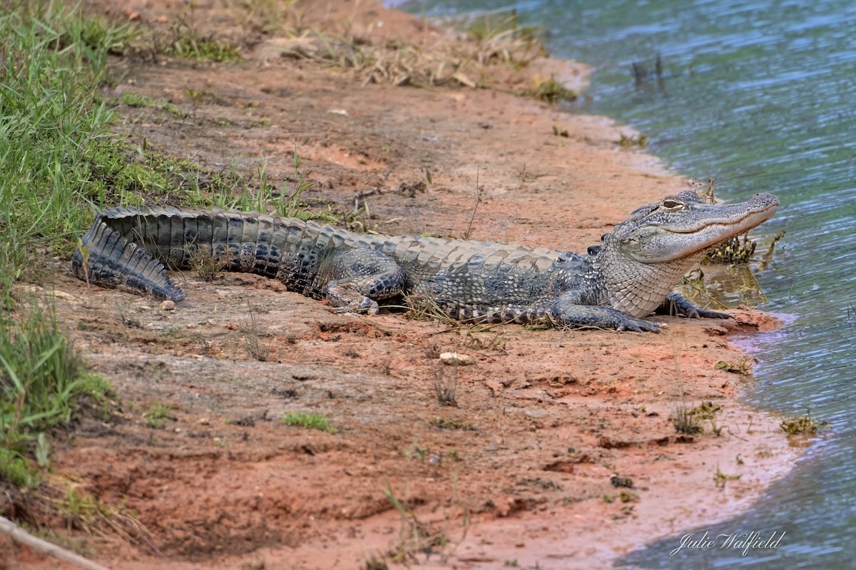 Alligator rests along a pond shoreline in The Villages Alligator rests along a pond shoreline in The Villages