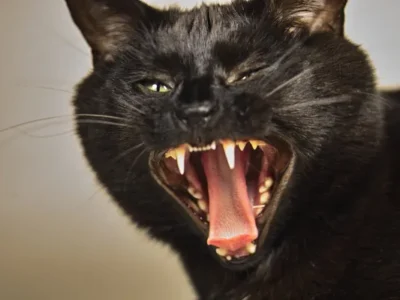Alert issued after rabid cat found near Webster