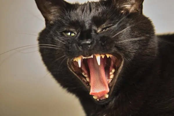 Angry Cat