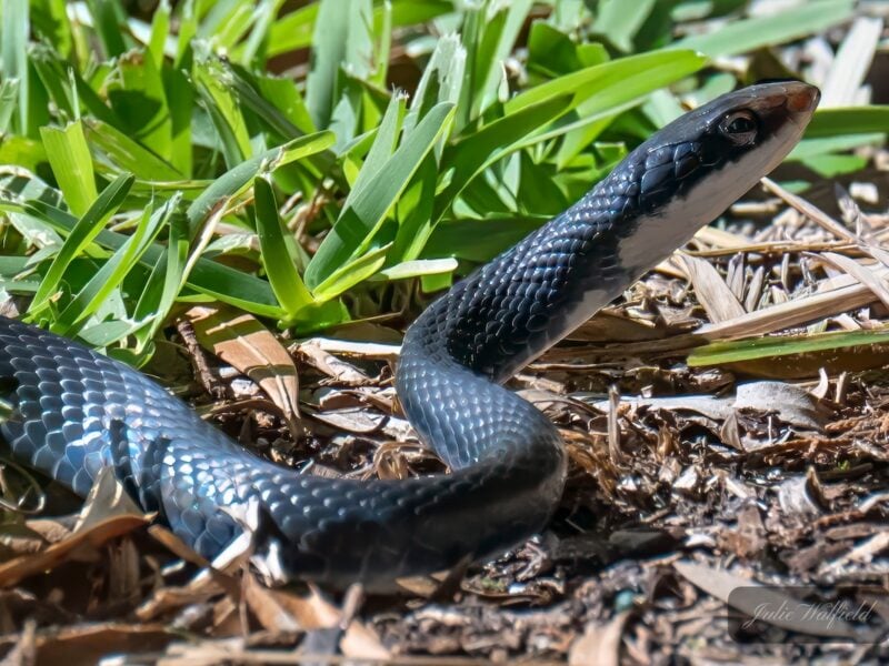 Black racer snake glances around The Village of DeLuna
