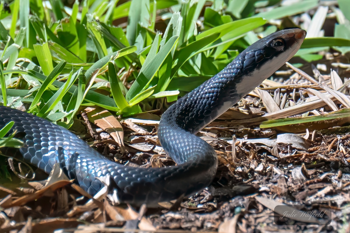Black racer snake glances around The Village of DeLuna Black racer snake glances around The Village of DeLuna