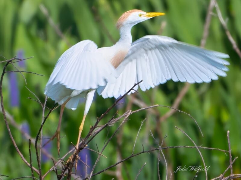 Cattle egret displays its beautiful plumage in The Village of DeLuna