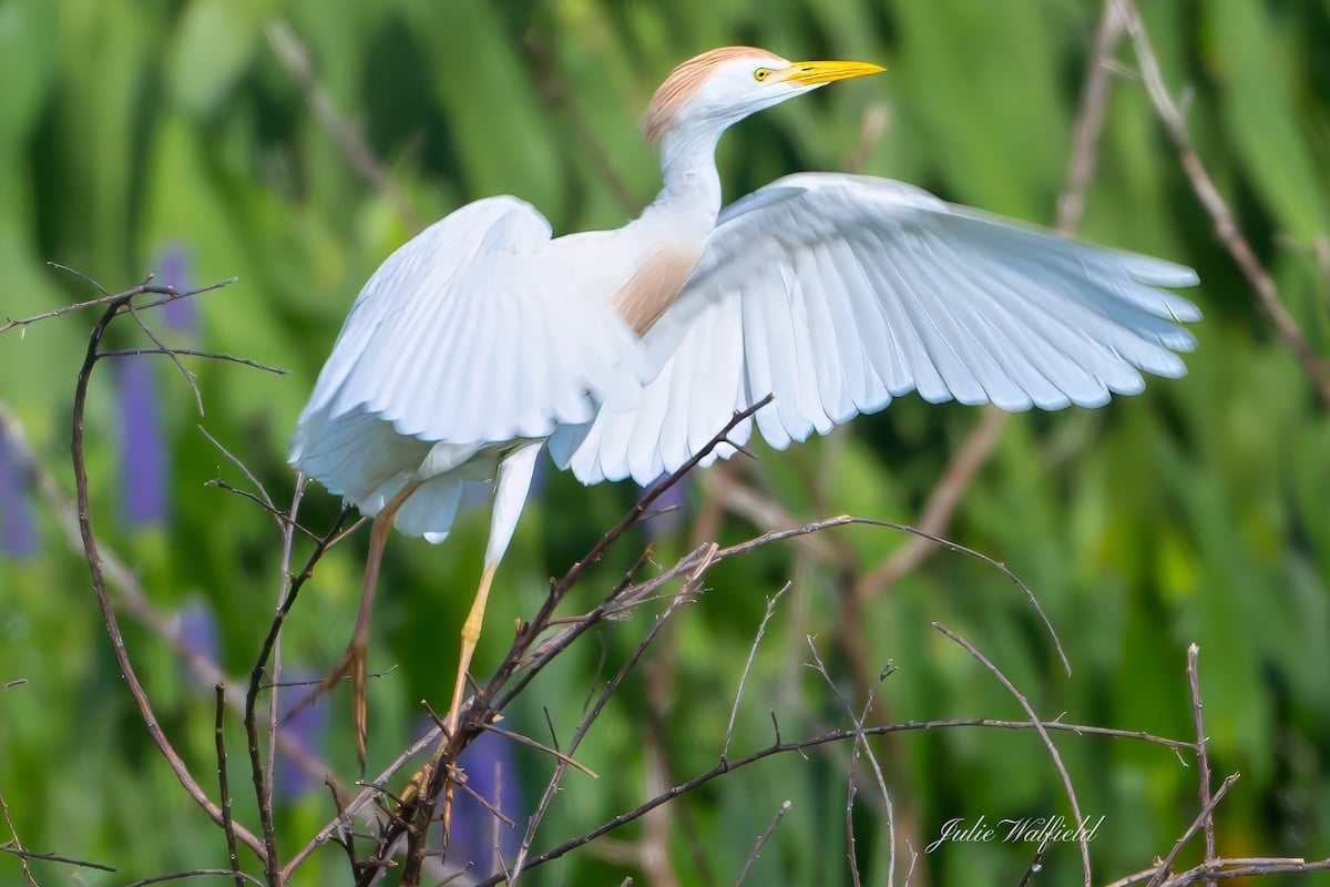 Cattle egret displays its beautiful plumage in The Village of DeLuna Cattle egret displays its beautiful plumage in The Village of DeLuna