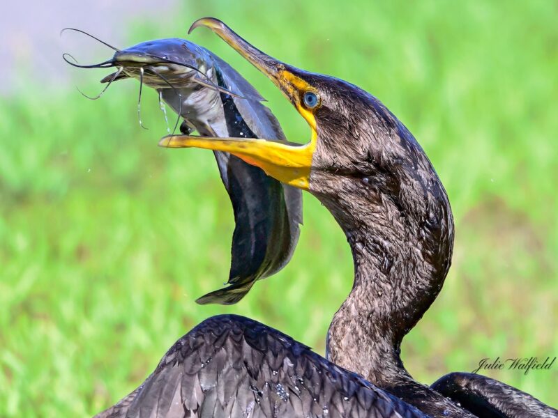 Cormorant secures a big catch near Turtle Mound Executive Golf Course