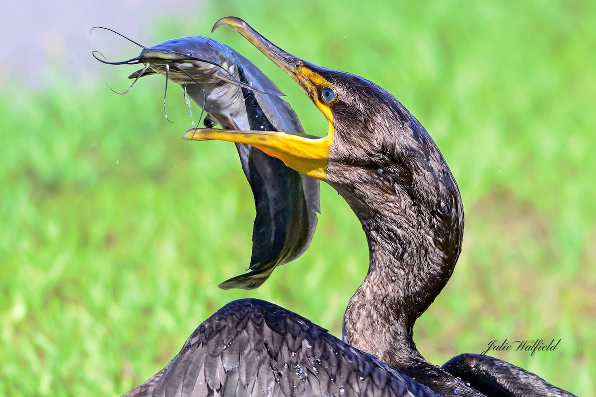 Cormorant secures a big catch near Turtle Mound Executive Golf Course Cormorant secures a big catch near Turtle Mound Executive Golf Course