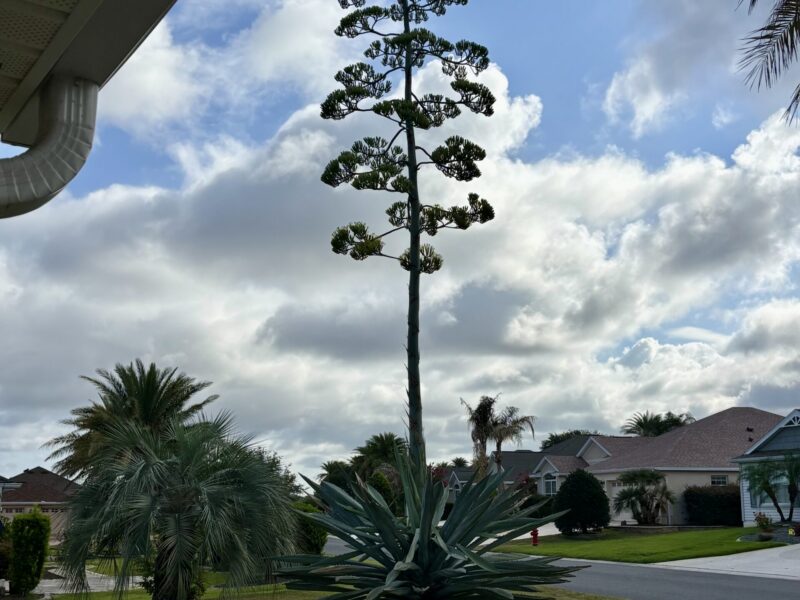 Daryl Klinko shared this image of the massive stalk in his yard