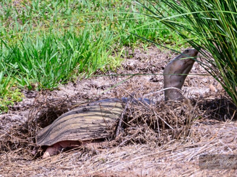 Determined Florida softshell turtle finds perfect nesting spot in The Villages