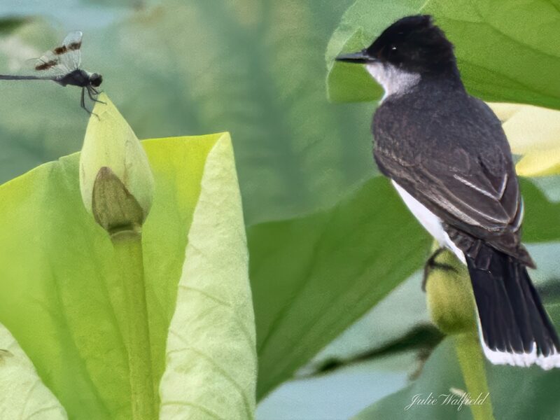 Eastern kingbird and dragonfly face off at Sharon Rose Wiechens Preserve