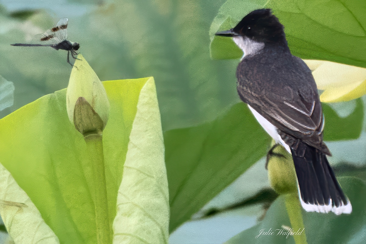 Eastern kingbird and dragonfly face off at Sharon Rose Wiechens Preserve Eastern kingbird and dragonfly face off at Sharon Rose Wiechens Preserve