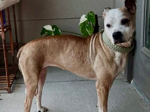 Emaciated dog euthanized after found confined to shower in apartment