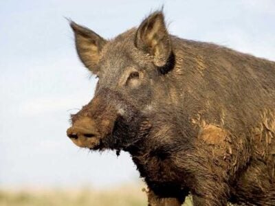 Cousins arrested for illegal hog hunting after abandoning dog on private ranch