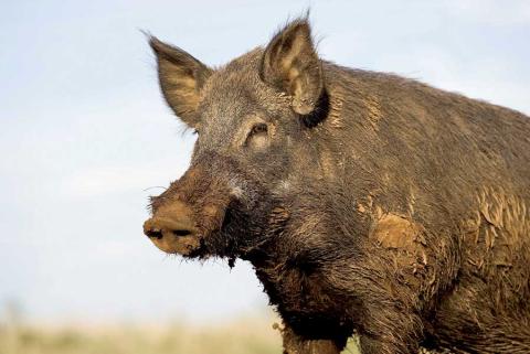 Cousins arrested for illegal hog hunting after abandoning dog on private ranch