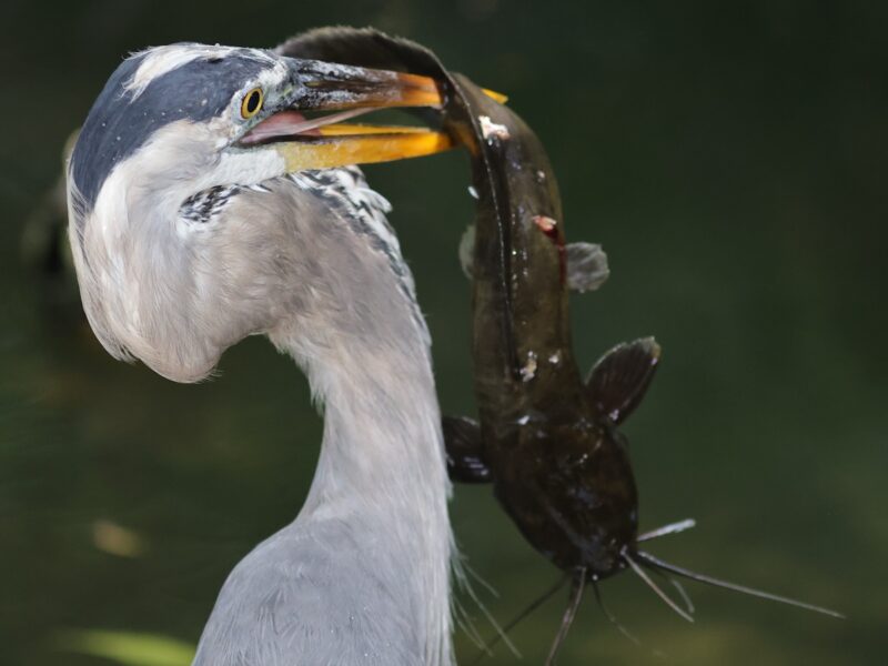 Great blue heron snags a massive fish dinner at Fenney Nature Trail