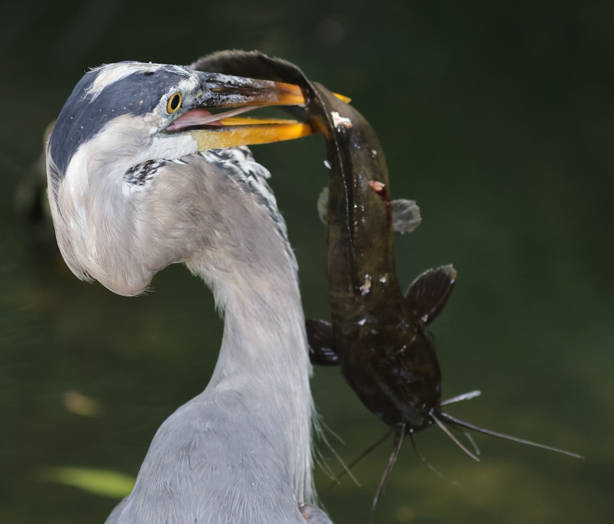 Great blue heron snags a massive fish dinner at Fenney Nature Trail Great blue heron snags a massive fish dinner at Fenney Nature Trail