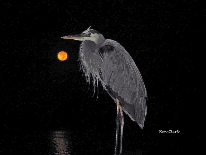 Great blue heron stands beneath a setting full moon at Lake Sumter Landing