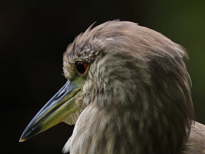 Juvenile black-crowned night heron spotted at Fenney Nature Trail