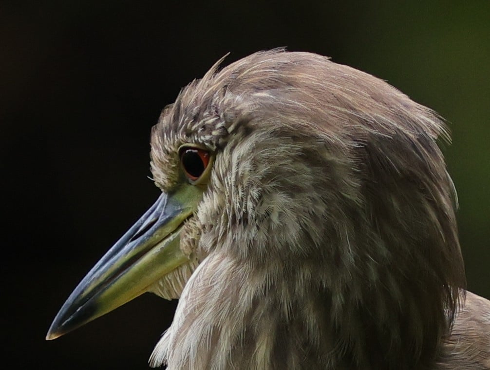 Juvenile black-crowned night heron spotted at Fenney Nature Trail Juvenile black-crowned night heron spotted at Fenney Nature Trail