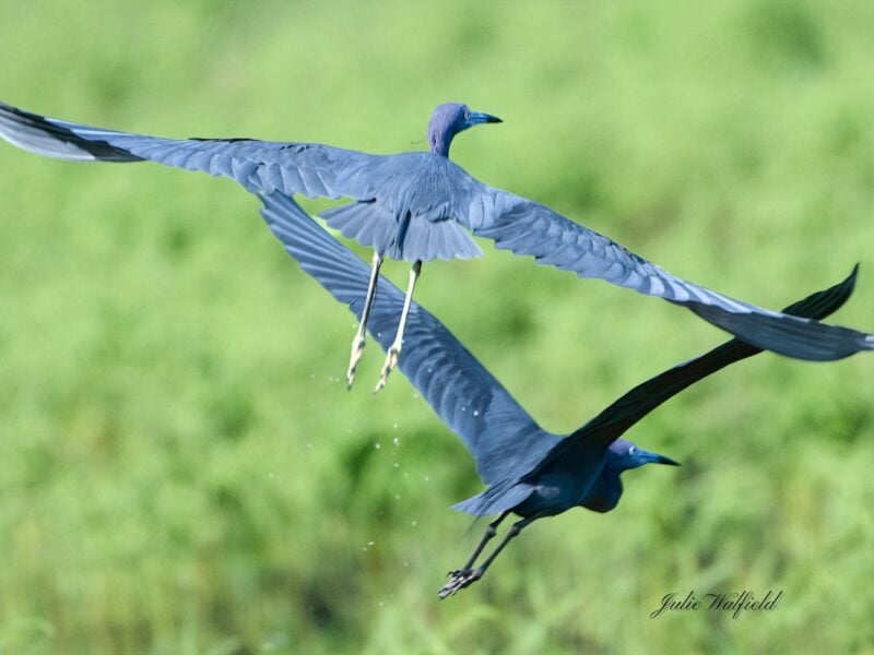 Little blue herons soar together over Sawgrass Grove