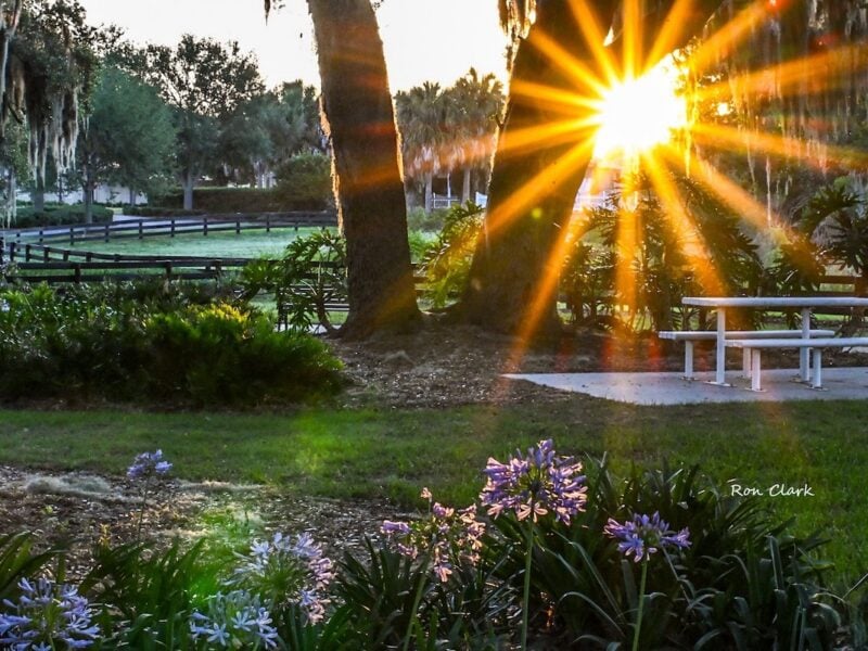 Morning sun shines down on Live Oaks Park