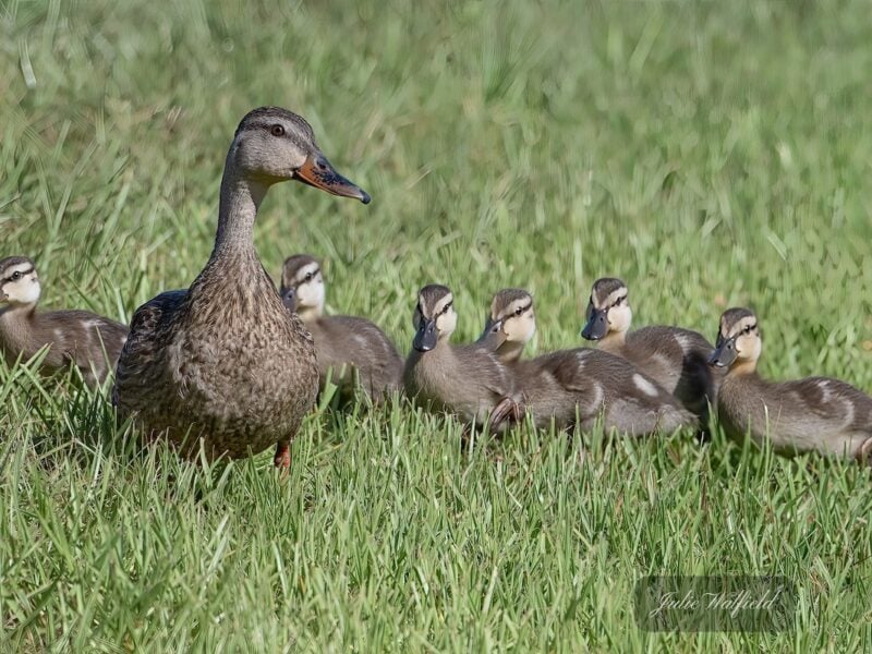 Mother duck leads her ducklings on a morning stroll through The Village of Richmond