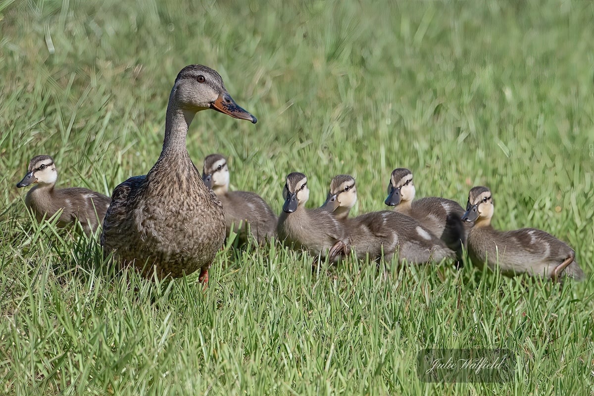Mother duck leads her ducklings on a morning stroll through The Village of Richmond Mother duck leads her ducklings on a morning stroll through The Village of Richmond