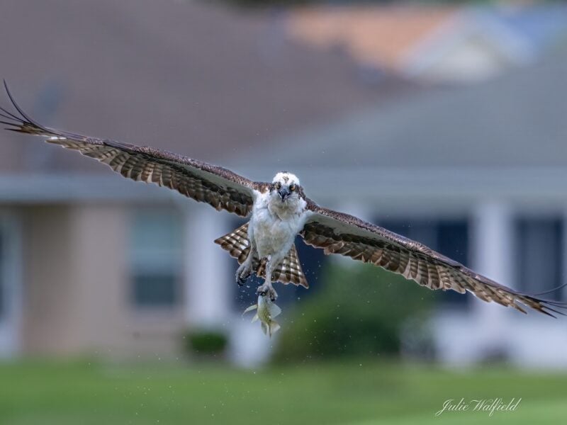 Osprey carries its fresh catch near Hogeye Preserve Nature Trail