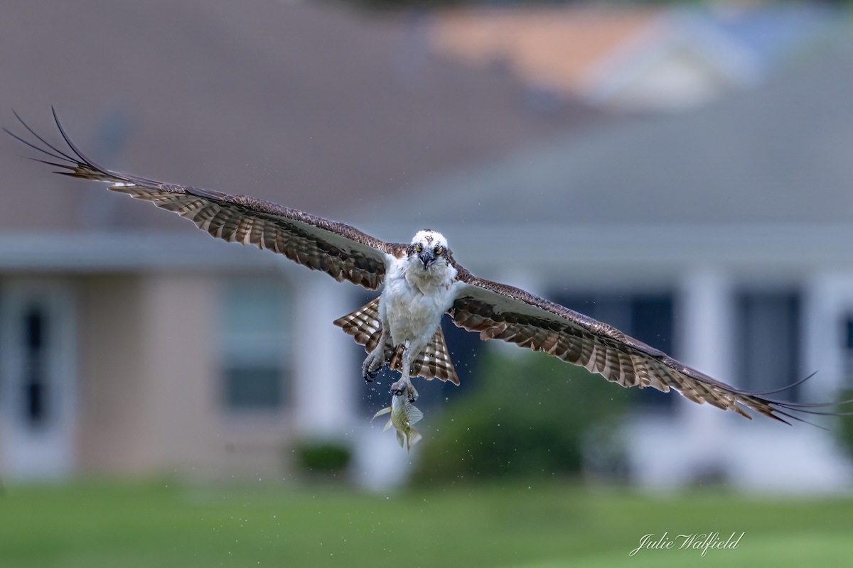 Osprey carries its fresh catch near Hogeye Preserve Nature Trail Osprey carries its fresh catch near Hogeye Preserve Nature Trail