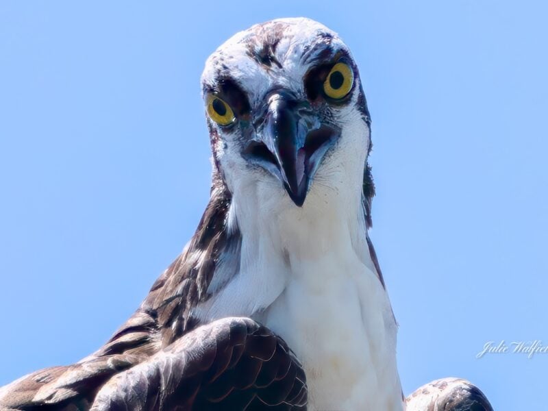 Osprey keeps a watchful eye over The Villages