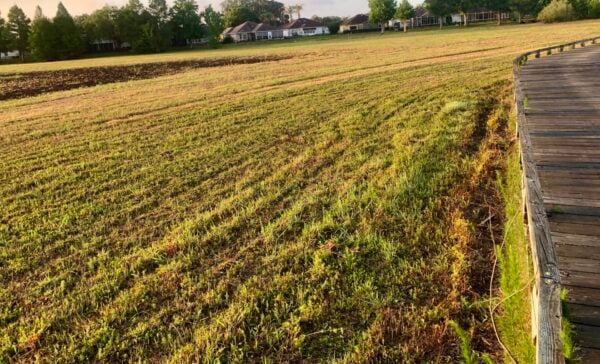 Precious habitat was destroyed by the mowing crew at Grass Pond