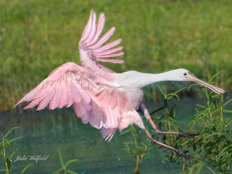 Roseate spoonbill maneuvers a last-second landing in The Villages