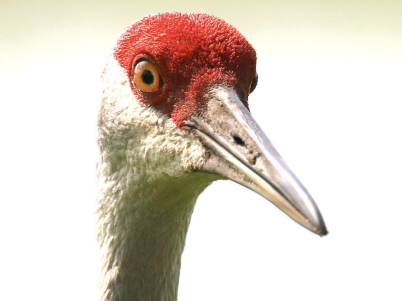 Bewildered sandhill cranes wander neighborhood after loss of their nests