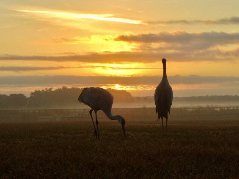 Sandhill cranes graze during a golden sunrise in The Villages