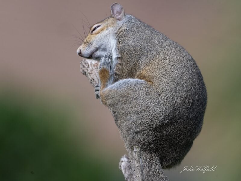 Curious squirrels peek out from cozy tree home in The Villages