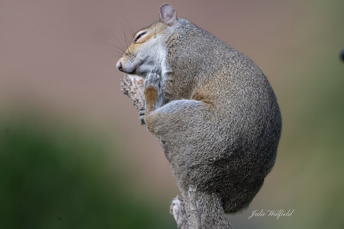 Sleeping squirrel finds an unusual resting spot in The Villages Sleeping squirrel finds an unusual resting spot in The Villages