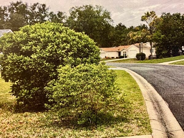 These bushes are too close to the road at 430 San Marino Drive These bushes are too close to the road at 430 San Marino Drive