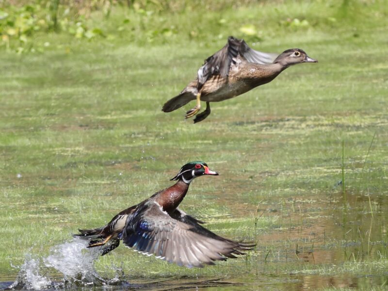 Wood duck couple makes a rare appearance at Fenney Nature Trail