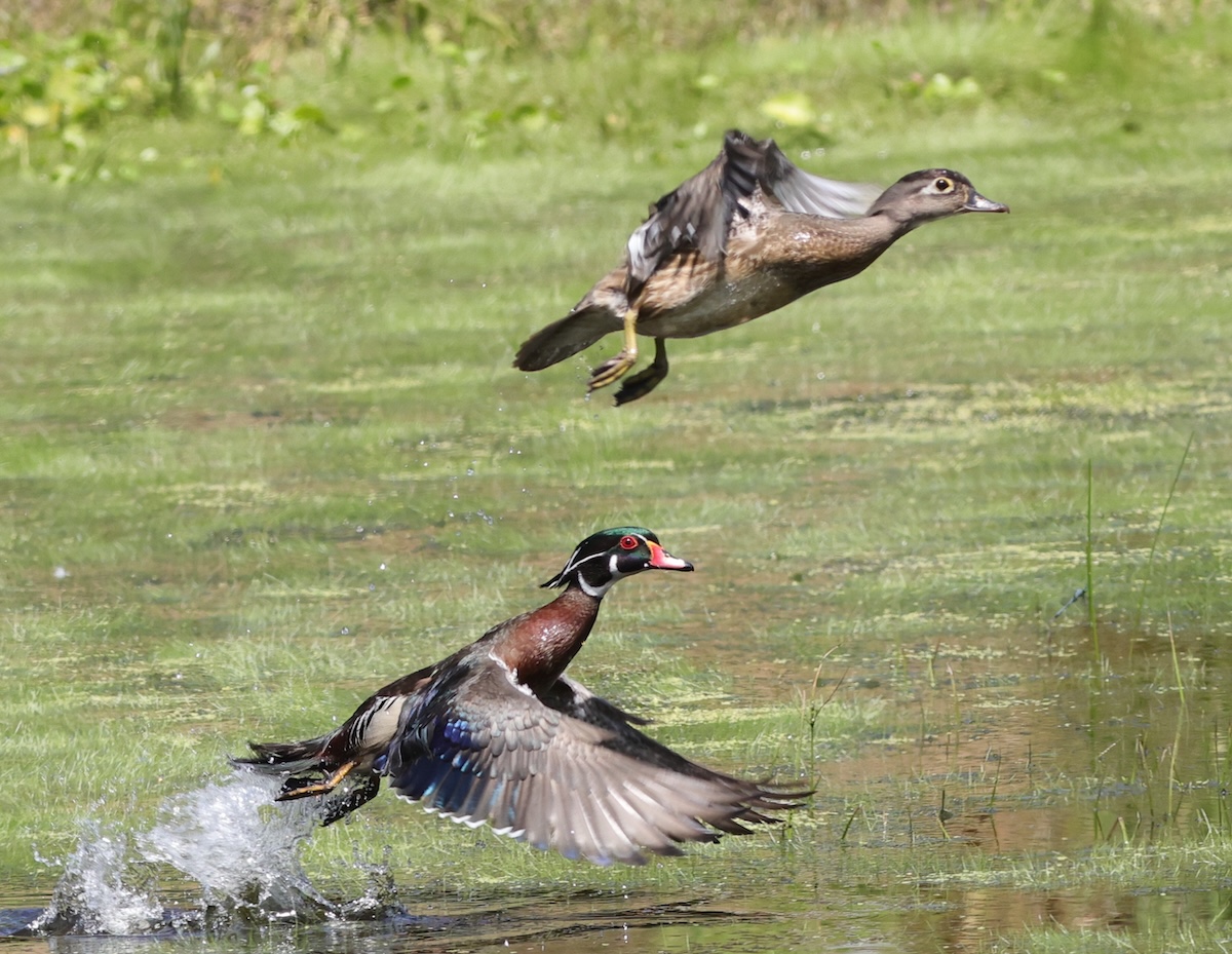 Wood duck couple makes a rare appearance at Fenney Nature Trail Wood duck couple makes a rare appearance at Fenney Nature Trail