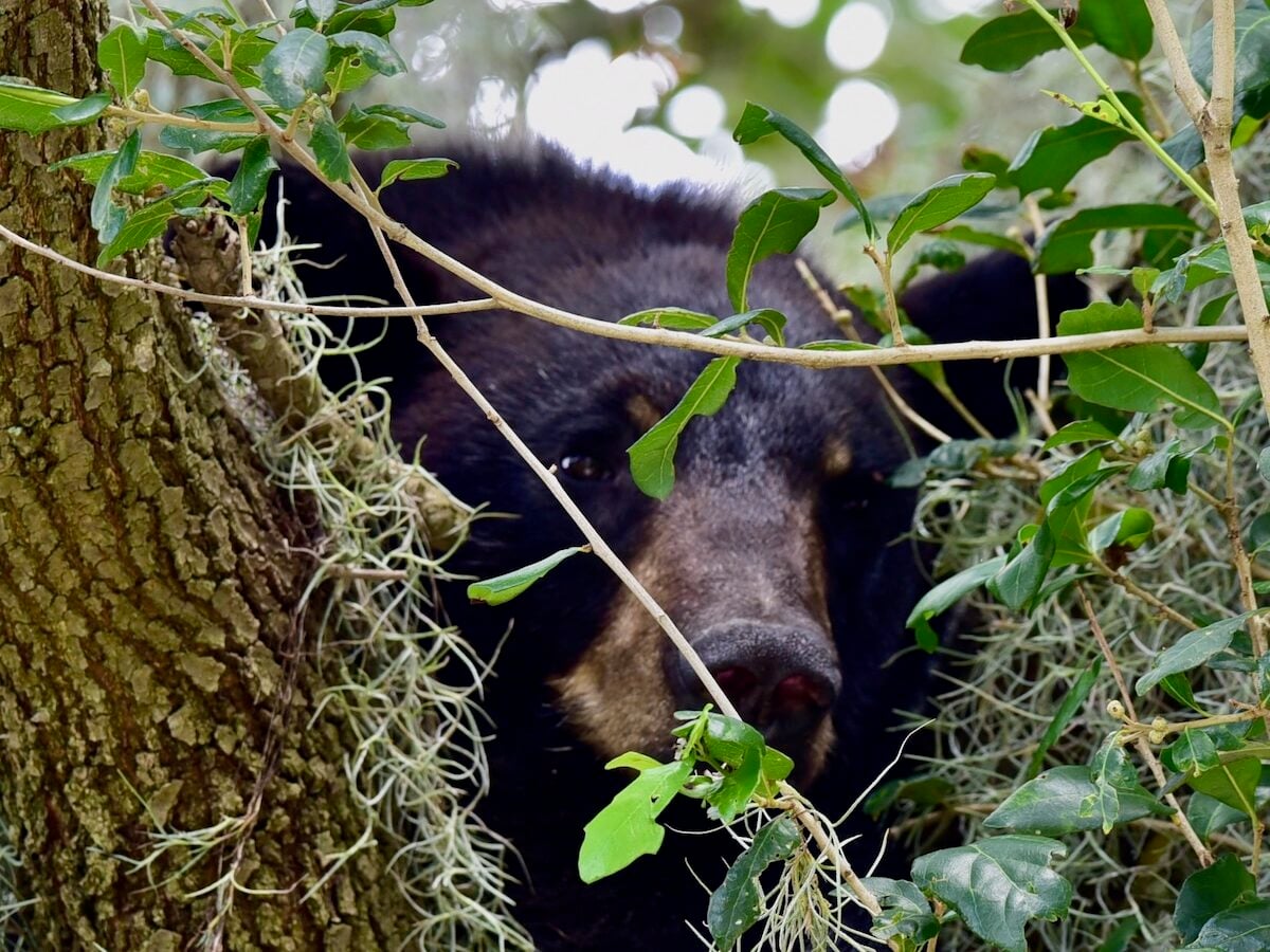 Young black bear spotted hanging out in a tree near The Village of Collier