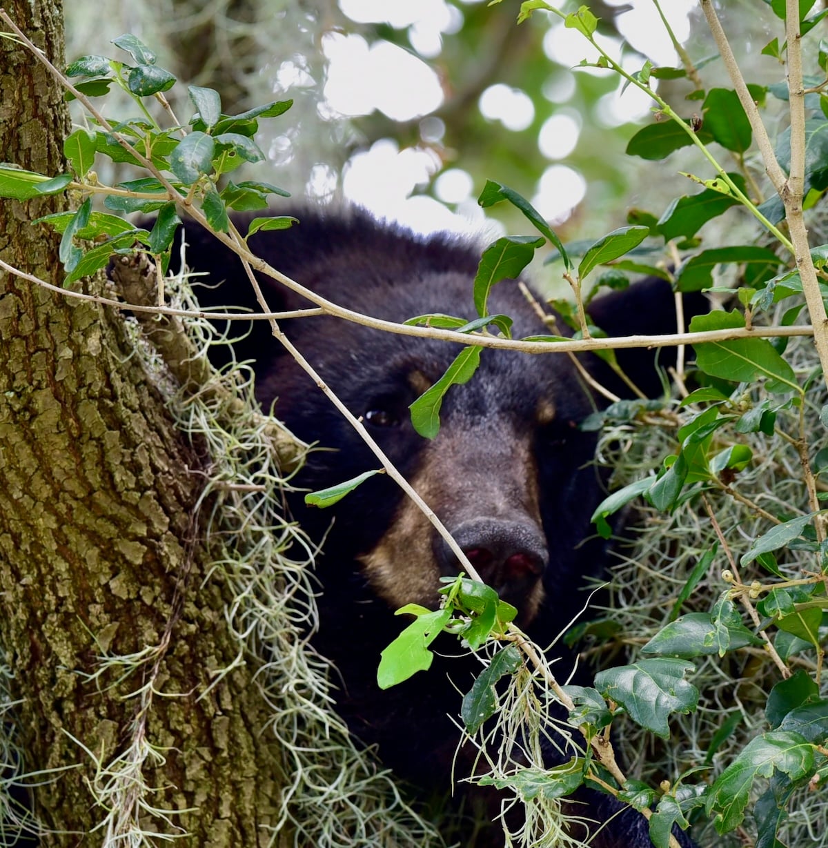 Young black bear spotted hanging out in a tree near The Village of Collier Young black bear spotted hanging out in a tree near The Village of Collier