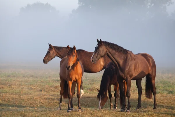 horses