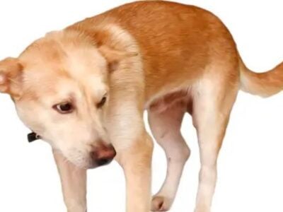 Owner caught on video kicking leashed dog while walking