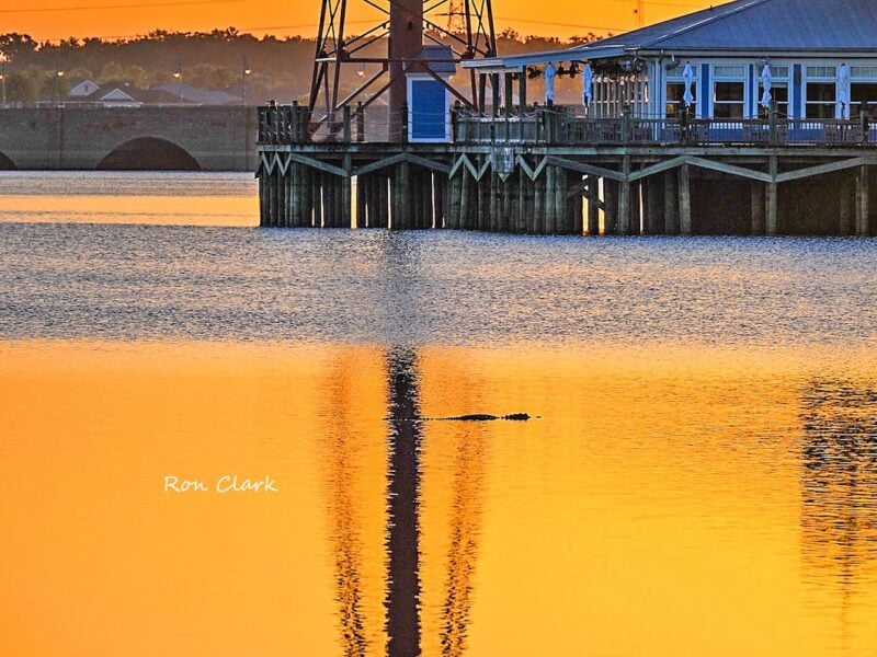 Alligator cruises through early morning sunrise reflections at Lake Sumter