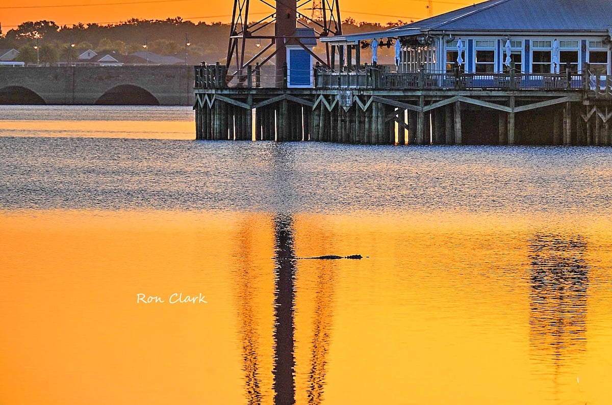 Alligator cruises through early morning sunrise reflections at Lake Sumter Alligator cruises through early morning sunrise reflections at Lake Sumter
