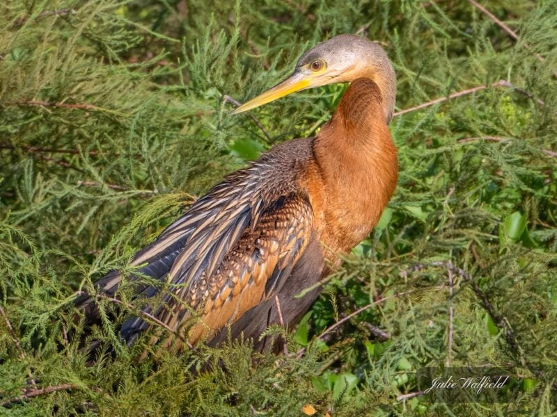 Anhinga spotted in the trees in The Village of Charlotte