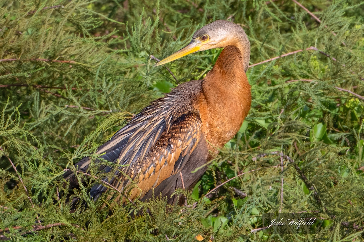 Anhinga spotted in the trees in The Village of Charlotte Anhinga spotted in the trees in The Village of Charlotte